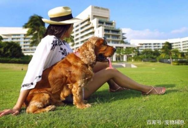 我的休闲时光狗狗出游怎么玩,狗狗出游玩法介绍