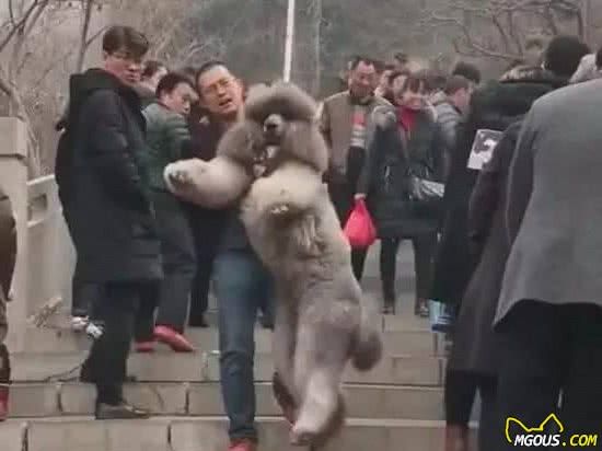 狗狗出游注意事项，能防止90%的突发事故