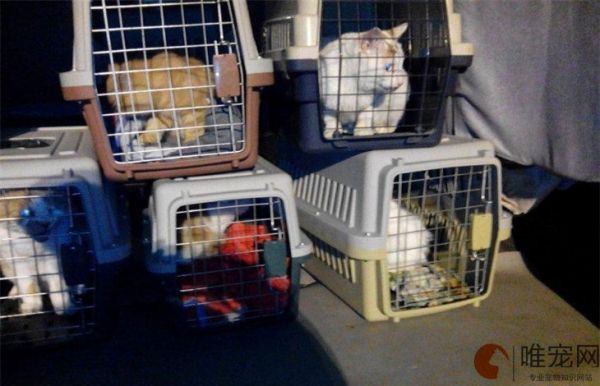 猫咪托运注意事项 十几个小时安全吗