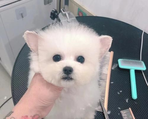 比熊和雪纳瑞，哪个更适合作为宠物？（比较两种犬类的性格、习性与健康问题）