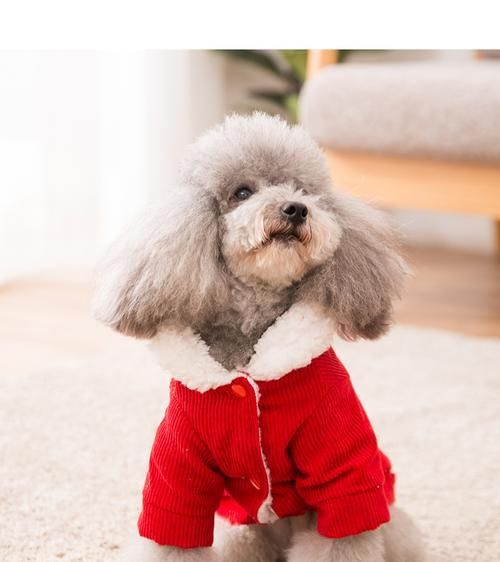 比熊和雪纳瑞，哪个更适合作为宠物？（比较两种犬类的性格、习性与健康问题）