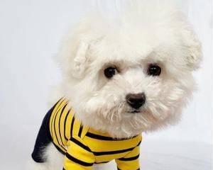 比熊和雪纳瑞，哪个更适合作为宠物？（比较两种犬类的性格、习性与健康问题）