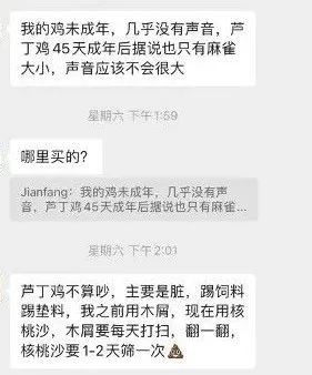 在新加坡养鸡当宠物，小时候蠢萌，长大后居然变帅了...
