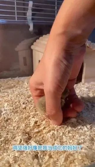 在新加坡养鸡当宠物，小时候蠢萌，长大后居然变帅了...