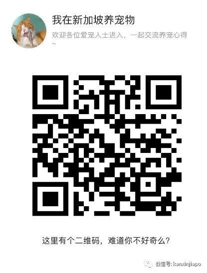 在新加坡养鸡当宠物，小时候蠢萌，长大后居然变帅了...
