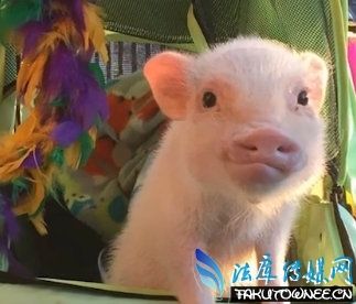 网红小猪Hank是什么品种?猪适合当宠物来养吗?