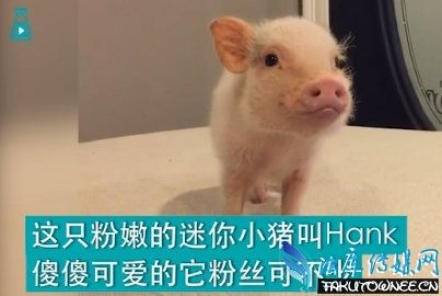 网红小猪Hank是什么品种?猪适合当宠物来养吗?