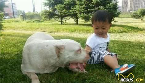 上班族们，应当如何养一只可爱乖巧的狗狗呢？