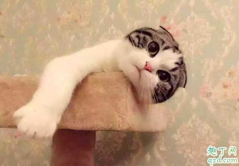 上班族怎么养猫 独居上班族要不要养宠物2