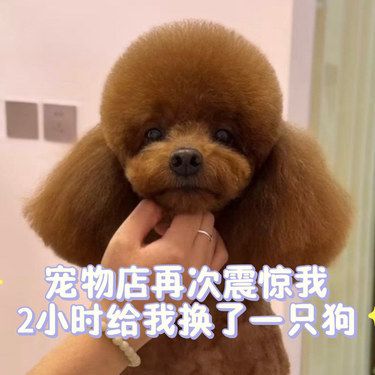 今天，我是宠物美容师✂️