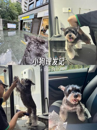 带小狗子理发咯