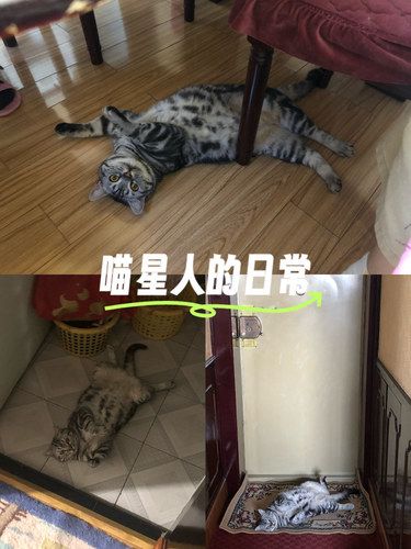 我的小助手是只懒猫