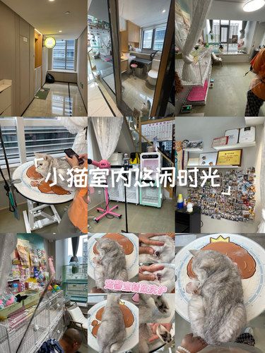 萍水街强推宠物洗澡店