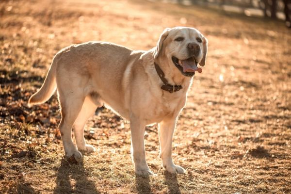 Labrador Retriever