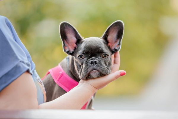 法国斗牛犬