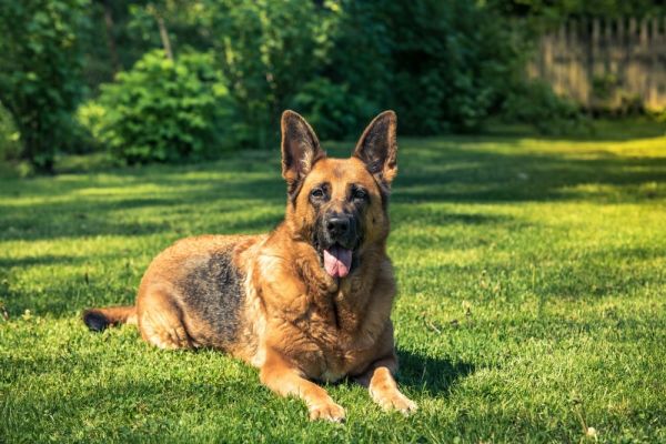German Shepherd