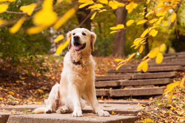 Golden Retriever