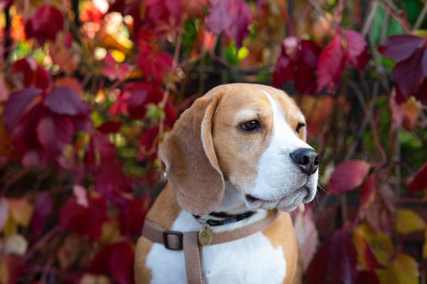 Beagle