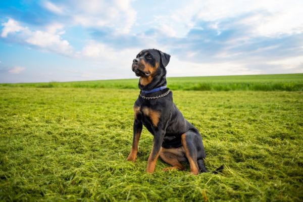Rottweiler