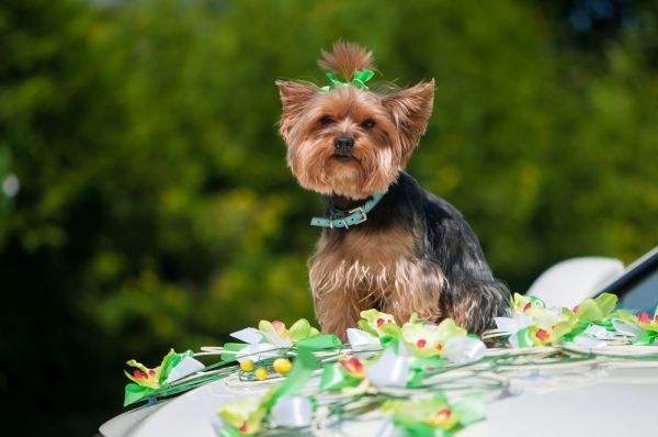 Yorkshire Terrier