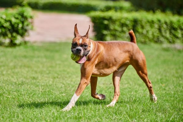 Boxer