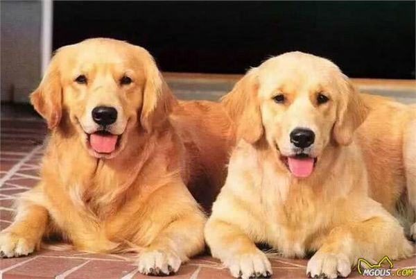 世界上最受欢迎的六种宠物犬，个个聪明可爱，有你的心头爱吗？