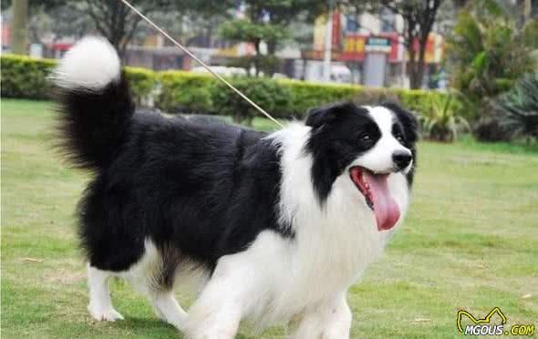 世界上最受欢迎的六种宠物犬，个个聪明可爱，有你的心头爱吗？