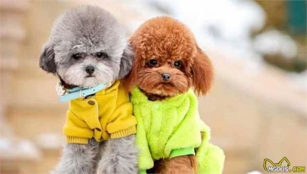 世界上最受欢迎的六种宠物犬，个个聪明可爱，有你的心头爱吗？
