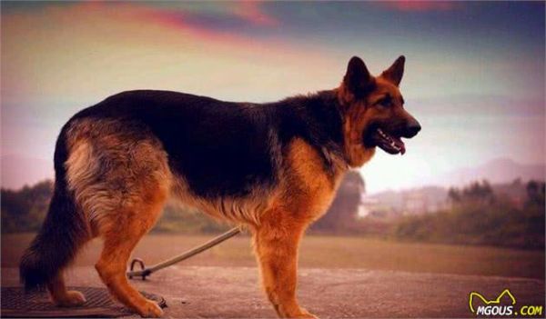 世界上最受欢迎的六种宠物犬，个个聪明可爱，有你的心头爱吗？