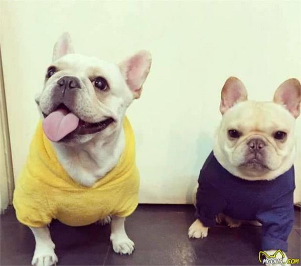 世界上最受欢迎的六种宠物犬，个个聪明可爱，有你的心头爱吗？