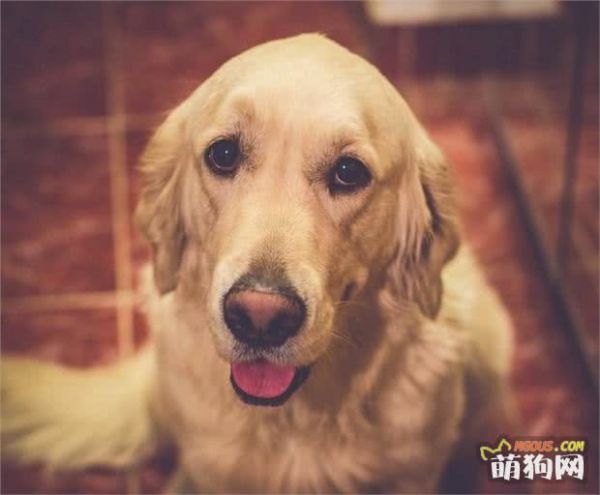 人气最高的五种宠物狗：雪橇三傻缺席一位，小型犬只有它上榜