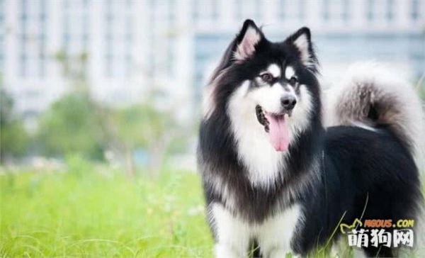 人气最高的五种宠物狗：雪橇三傻缺席一位，小型犬只有它上榜