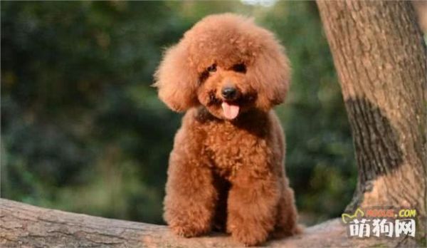 人气最高的五种宠物狗：雪橇三傻缺席一位，小型犬只有它上榜