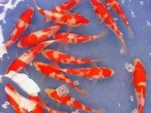 北京昌平祥瑞养殖厂出售锦鲤 鲤鱼 青鱼等全部批发