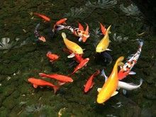 北京昌平祥瑞养殖大量批发零售锦鲤红鲫鱼等各种观赏鱼