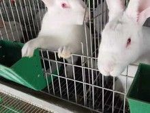 北京昌平种兔繁殖基地 法国伊拉种兔出售 伊拉兔活体价格