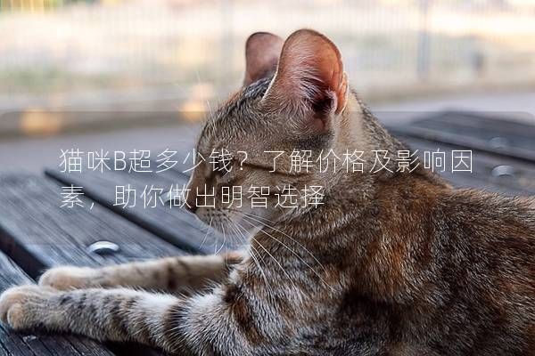 猫咪B超多少钱？了解价格及影响因素，助你做出明智选择