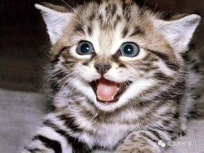 猫咪心脏检查费用多少？具体价格是多少？