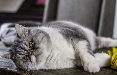 猫咪心脏检查费用多少？具体价格是多少？