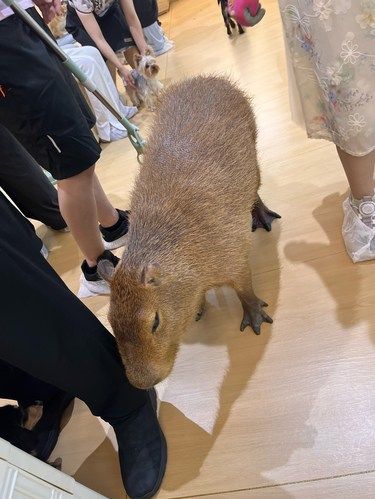 卡皮扒拉，takara