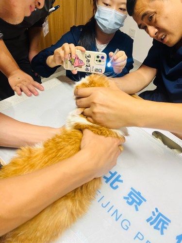 第三次救我咪命