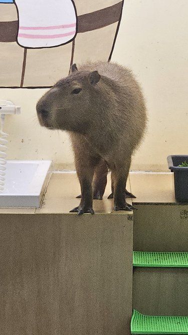 撸猫撸狗撸水豚