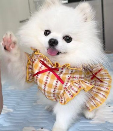 萌萌毛孩子
