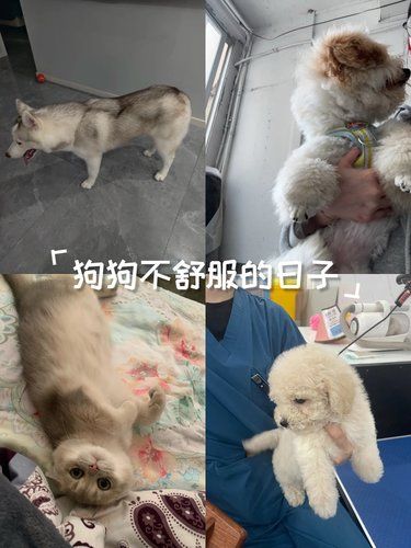毛孩健康新发现,设备超先进