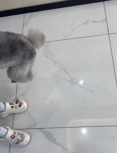 这家宠物医院超高效,出报告超迅速❤️❤️❤️