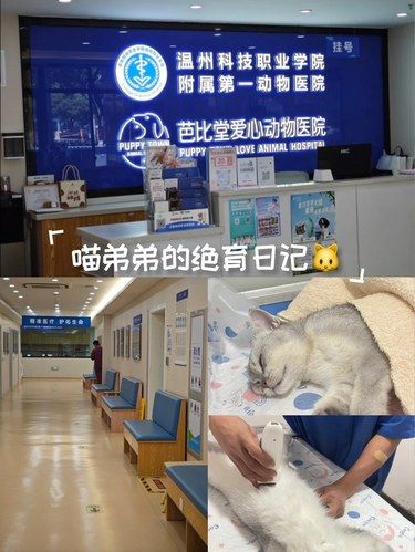 喵弟弟的绝育日记 