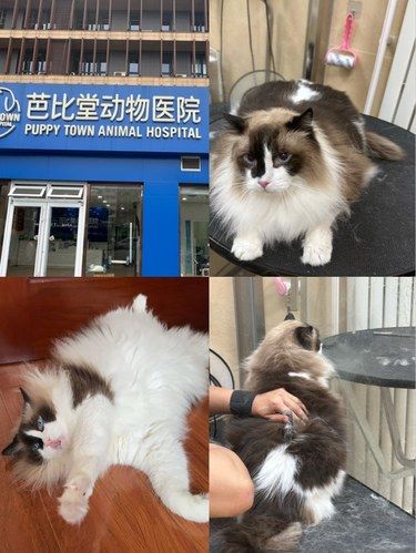 健康先行～猫咪护理