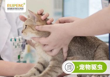 医院里的宠物治疗日常
