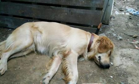 去世的宠物又死了 恶梦 第1张