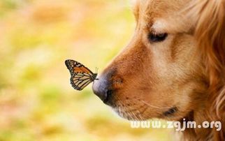 梦见宠物死了怎么办？如何缓解失去宠物的悲痛